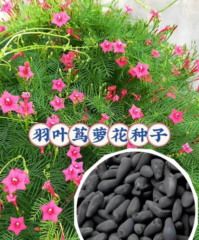 小众送妈妈的花有哪些花