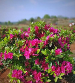 小众送妈妈的花有哪些花