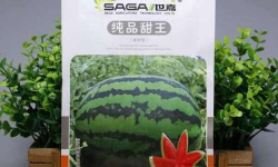 纯品甜王西瓜种子哪家最好权威种植技术指南与区域化解决方案