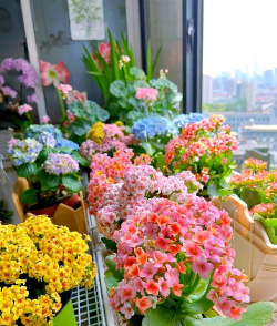 小众送妈妈的花有哪些花