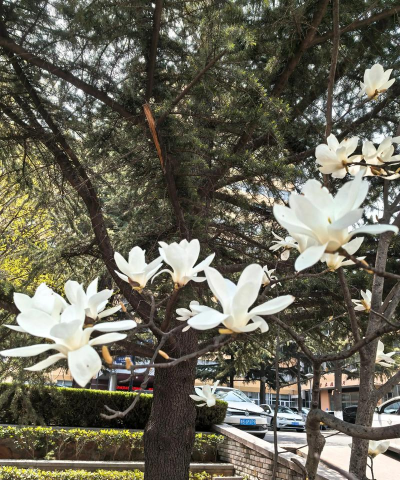 小众送妈妈的花有哪些花