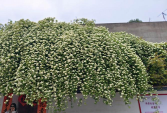 小众送妈妈的花有哪些花