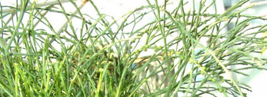 小众送妈妈的花有哪些花