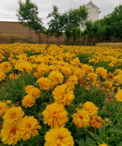 小众送妈妈的花有哪些花