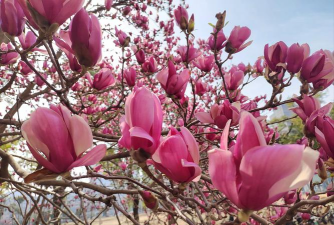 小众送妈妈的花有哪些花