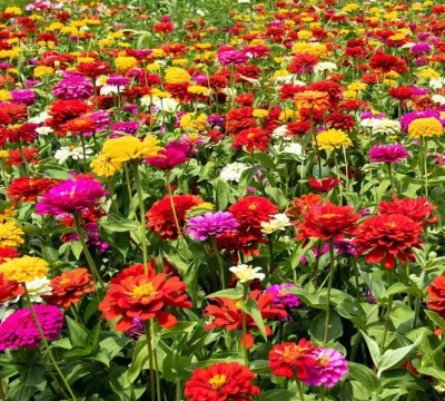 小众送妈妈的花有哪些花