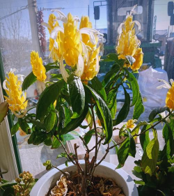 小众送妈妈的花有哪些花