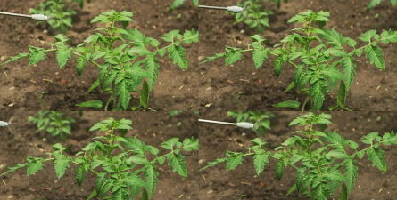 小众送妈妈的花有哪些花