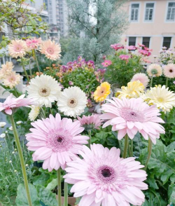 小众送妈妈的花有哪些花