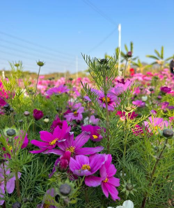 小众送妈妈的花有哪些花