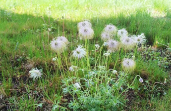 小众送妈妈的花有哪些花