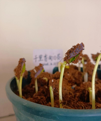 小众送妈妈的花有哪些花