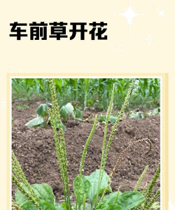 车前莘开花至种子成就要多少天丨