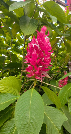 小众送妈妈的花有哪些花