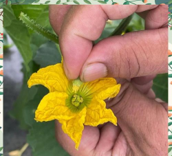 小众送妈妈的花有哪些花