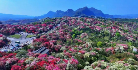小众送妈妈的花有哪些花