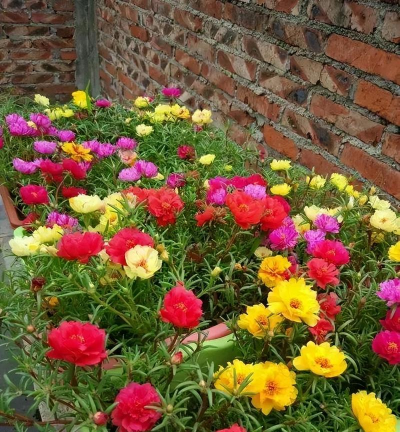 小众送妈妈的花有哪些花