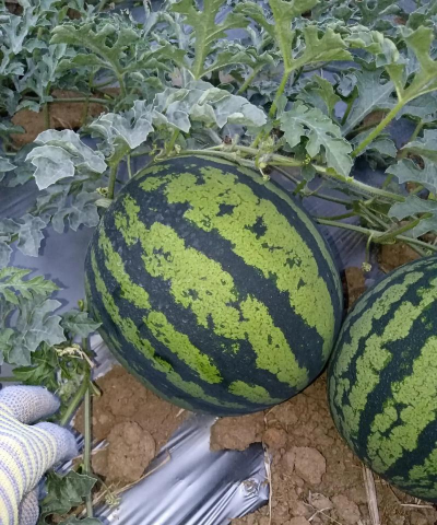 甜王西瓜成熟期多少天不同季节与地区的种植技术全解析