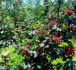 小众送妈妈的花有哪些花