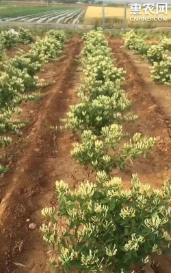 小众送妈妈的花有哪些花