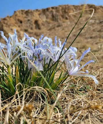 小众送妈妈的花有哪些花