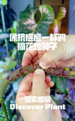 小众送妈妈的花有哪些花