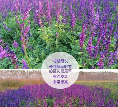 小众送妈妈的花有哪些花