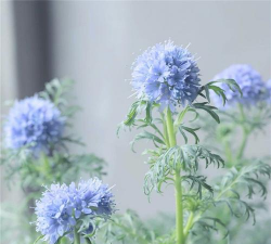 小众送妈妈的花有哪些花