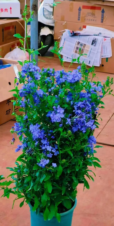 小众送妈妈的花有哪些花