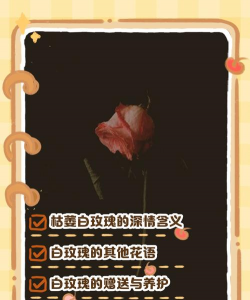 小众送妈妈的花有哪些花