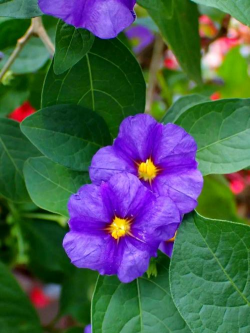 小众送妈妈的花有哪些花