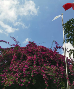 小众送妈妈的花有哪些花