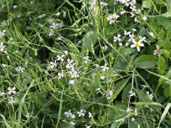 小众送妈妈的花有哪些花
