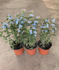 小众送妈妈的花有哪些花