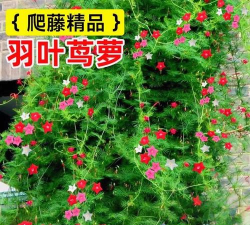 小众送妈妈的花有哪些花