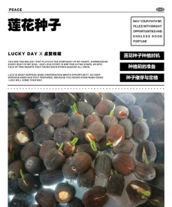 小众送妈妈的花有哪些花