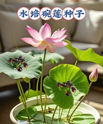 小众送妈妈的花有哪些花