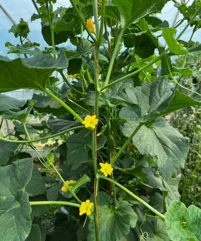 小众送妈妈的花有哪些花