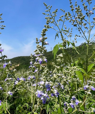 荆条当年种植开花吗