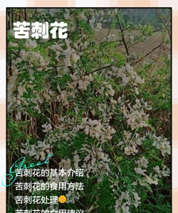 苦刺花种植季节