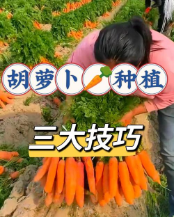 三红七寸参胡萝卜种植方法详解：从选种到收获的全程技术指南