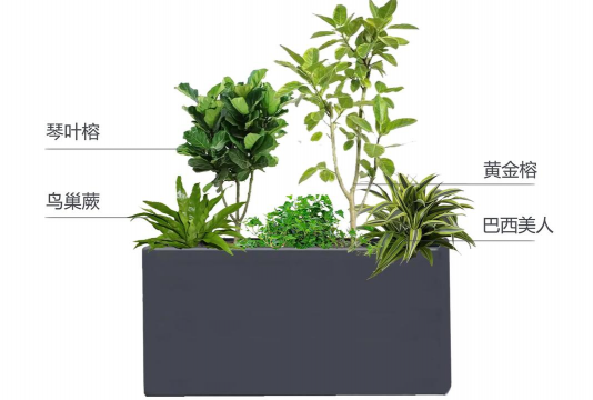 小众送妈妈的花有哪些花