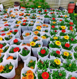 小众送妈妈的花有哪些花