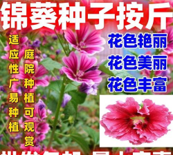 小众送妈妈的花有哪些花