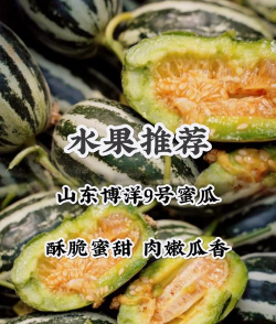 博洋九甜瓜怎样留瓜高产优质的关键技术详解