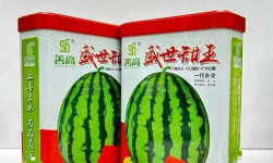 抗重茬甜王西瓜种子高产种植技术全解析：不同季节与地区的科学管理方案