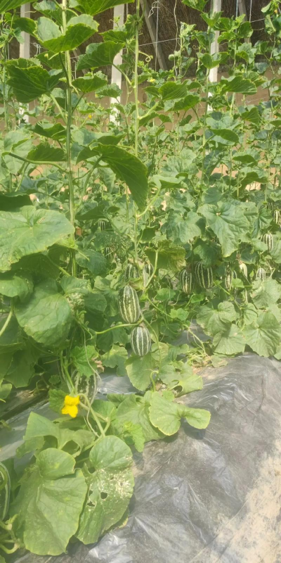 小众送妈妈的花有哪些花