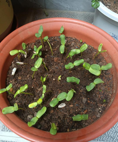 小众送妈妈的花有哪些花