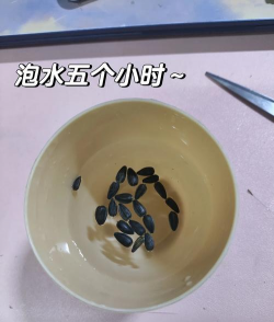 花种子一定要泡吗