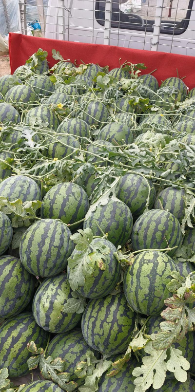 超大甜王西瓜种子详情及高产种植技术全解析